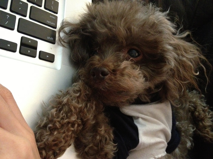 Coco - Chocolate Toy Poodle
