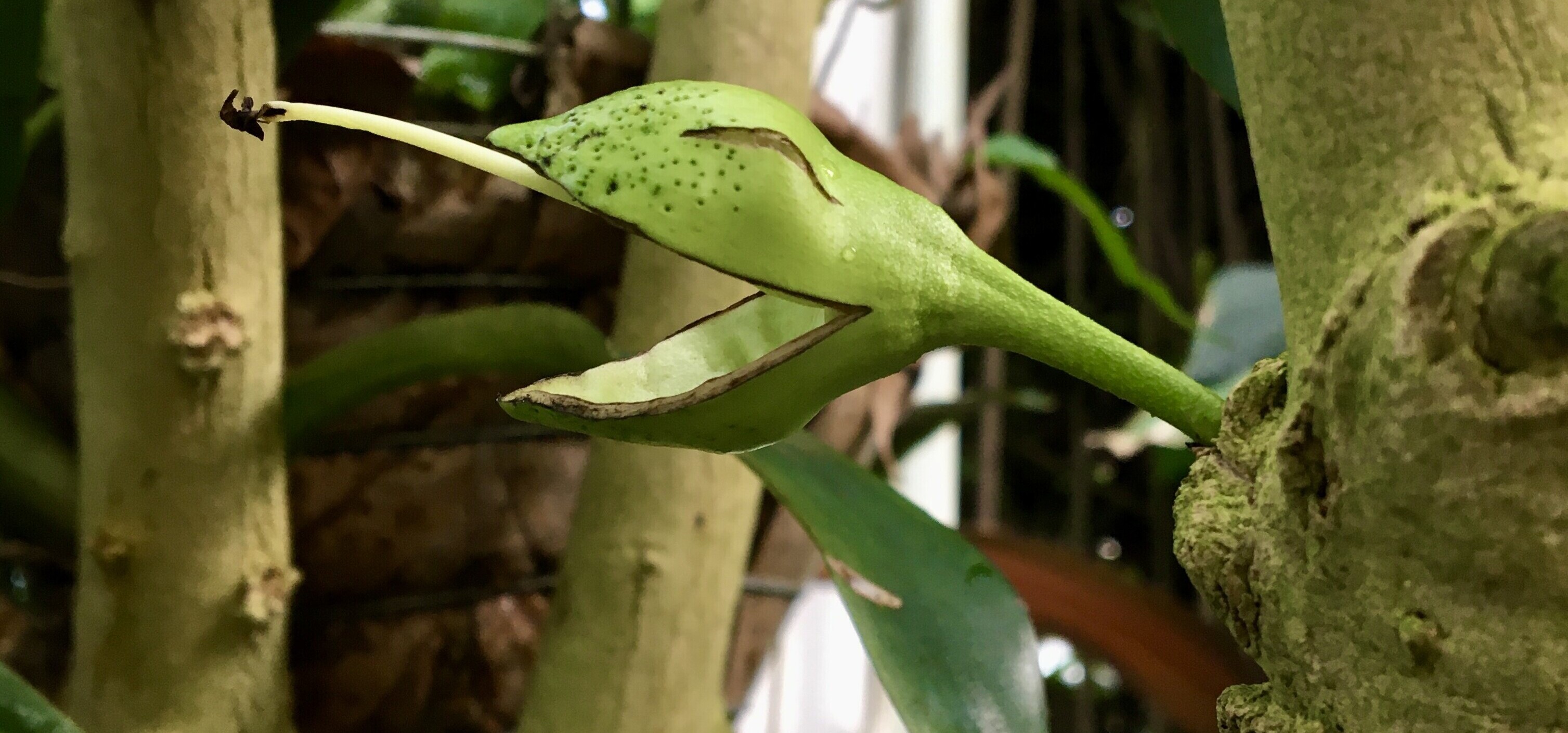 flower growing laughter