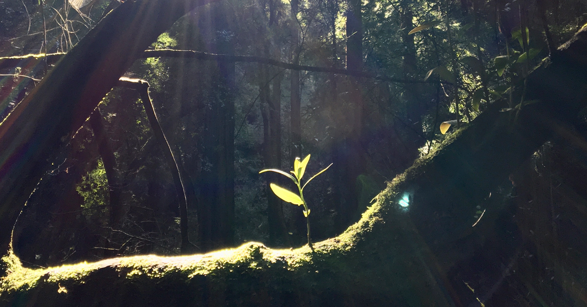 leaf poet at muir woods 2020